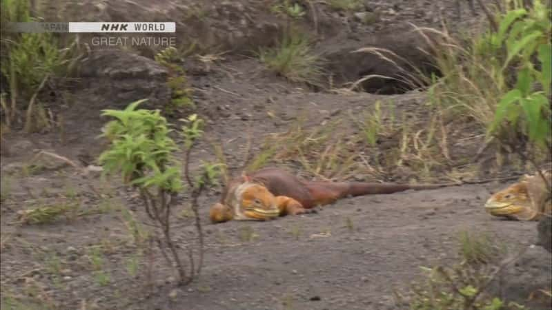 ¼Ƭΰ϶˹Ⱥ The Great Evolution of Iguanas - Galapagos Islands, EcuadorĻ/Ļ