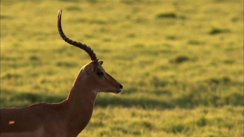 ¼Ƭ԰õ Gorongosa Park: Rebirth of ParadiseĻ/Ļ