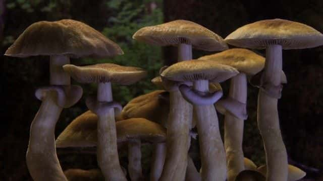 ¼Ƭ Fantastic Fungi1080Pȫ1-Ļ/Ļ