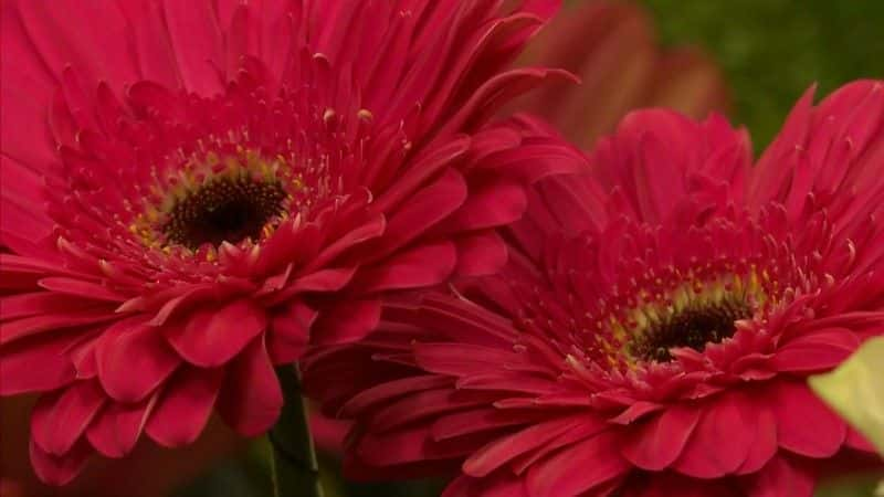 ¼Ƭ The Flower Shopȫ1-Ļ/Ļ