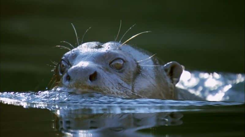 ¼Ƭѷˮ̡ (BBC) Giant Otters of the Amazon (BBC)1080Pȫ1-Ļ/Ļ