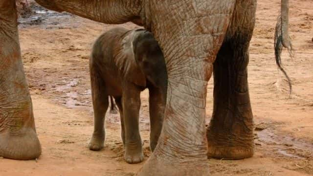 ¼Ƭ (BBC) Elephant Family and Me (BBC)1080Pȫ1-Ļ/Ļ