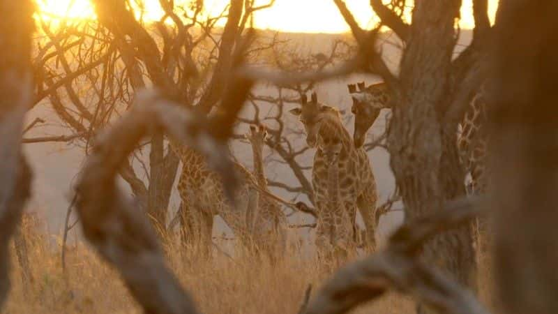 ¼Ƭ¹ľ Giraffes: Africa's Gentle Giantsȫ1-Ļ/Ļ