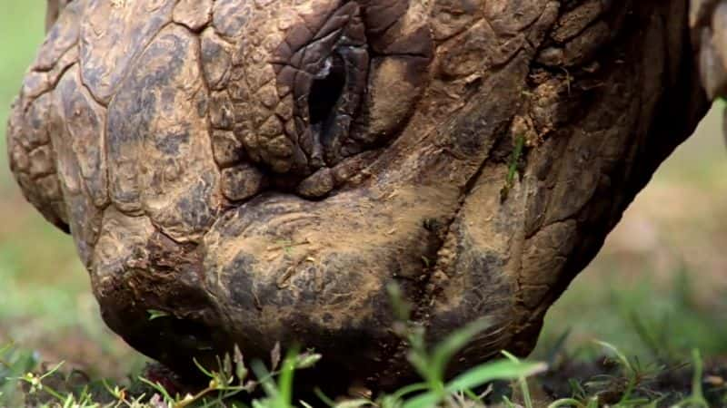 ¼Ƭ˹Ⱥ֮ Galapagos: Islands of ChangeĻ/Ļ