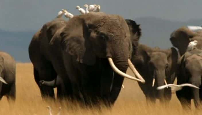 ¼ƬEcho - Ĵ Echo - An Unforgettable Elephant720Pȫ1-Ļ/Ļ