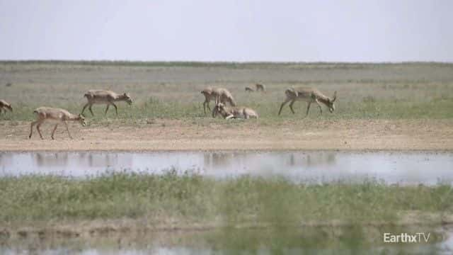 纪录片《埃琳娜和赛加羚羊 Elena and the Saiga》[无字][BT][720P]资源下载