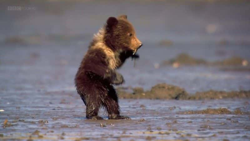 ¼Ƭ˹ӻܶ (BBC 1080p) Grizzlies of Alaska (BBC 1080p)1080Pȫ1-Ļ/Ļ