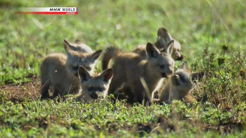 ¼ƬΣյĶ䣺 An Ear for Danger: Bat-Eared Foxȫ1-Ļ/Ļ