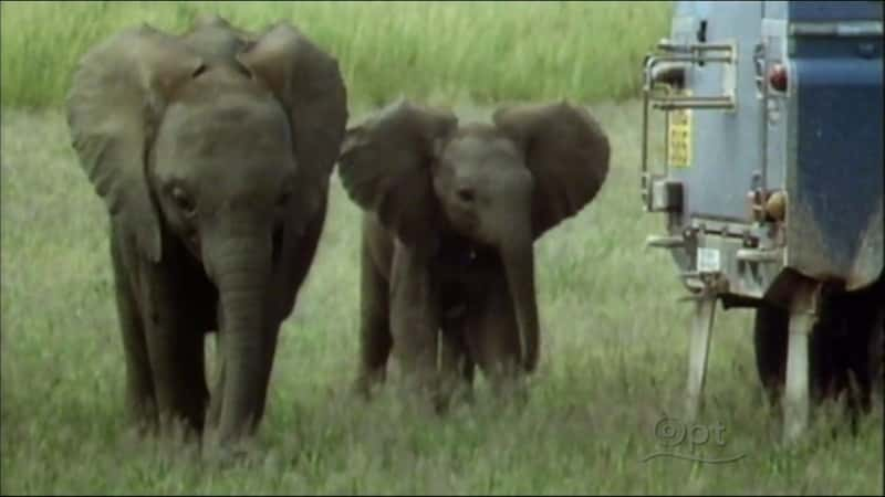 ¼ƬEchoһͷֵüסĴ Echo: An Elephant to Remember720P-Ļ/Ļ