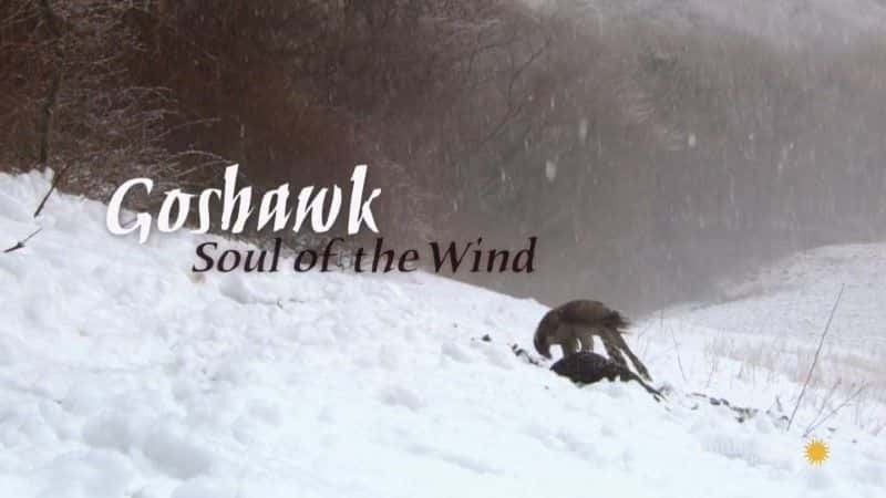 ¼Ƭӥ֮ Goshawk: Soul of the Wind1080Pȫ1-Ļ/Ļ