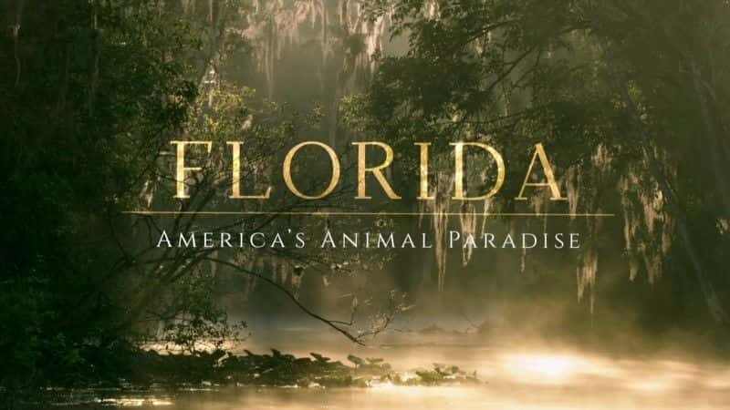 纪录片《佛罗里达州：美国的动物天堂 Florida: America's Animal Paradise》[无字] [BT][DVD画质]资源下载