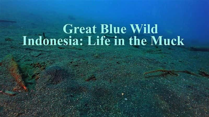 纪录片《Great Blue Wild 系列 1 第 12 部分 印度尼西亚：淤泥中的生活 Great Blue Wild Series 1 Part 12 Indonesia: Life in the Muck》[无字][BT][1080P]资源下载