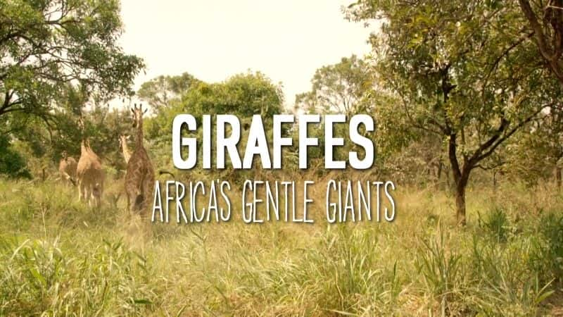 ¼Ƭ¹ľ (BBC 1080p) Giraffes: Africa's Gentle Giants (BBC 1080p)1080Pȫ1-Ļ/Ļ