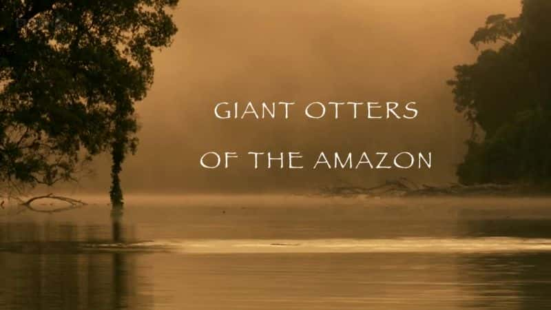 ¼Ƭѷˮ̡ Giant Otters of the Amazonȫ1-Ļ/Ļ