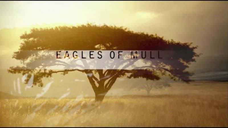 ¼Ƭ֮ӥ Eagles of MullĻ/Ļ