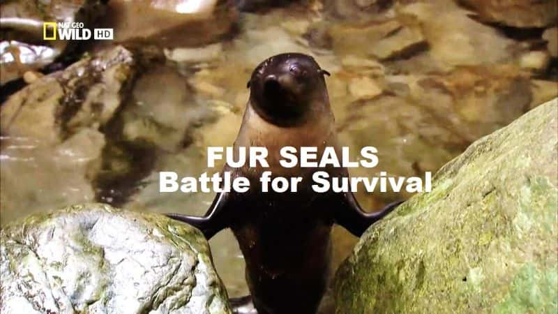 ¼Ƭ֮ս Fur Seals: Battle for SurvivalĻ/Ļ