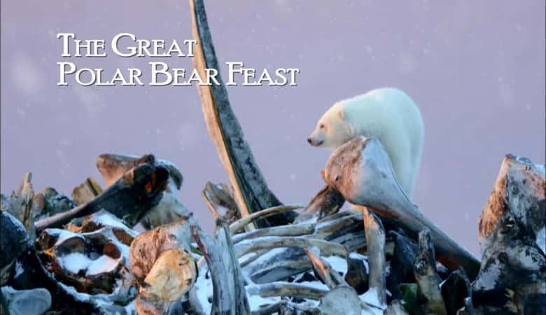 ¼Ƭΰıʢ The Great Polar Bear FeastĻ/Ļ