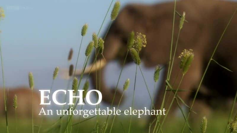 ¼ƬһͷĴ (BBC) Echo: An Unforgettable Elephant (BBC)ȫ1-Ļ/Ļ