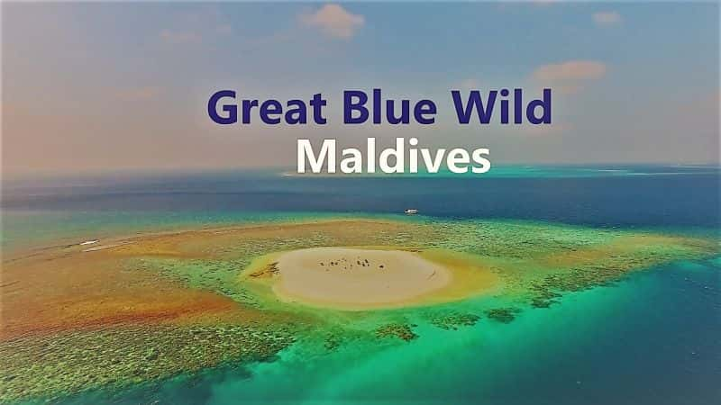 纪录片《大蓝狂野系列 1 第 13 部分：马尔代夫 Great Blue Wild Series 1 Part 13: Maldives》[无字][BT][720P]资源下载