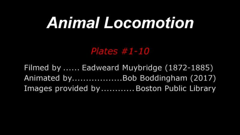 ¼ƬEadweard Muybridge  160 ֶ˶ Eadweard Muybridge's 160 Animal LocomotionsĻ/Ļ