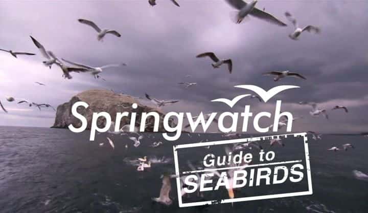 ¼Ƭָ Guide to Sea Birdsȫ1-Ļ/Ļ