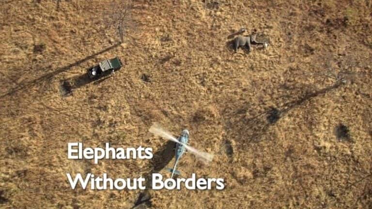 纪录片《大象无国界组织（BBC） Elephants Without Borders (BBC)》[无字][BT][1080P]资源下载