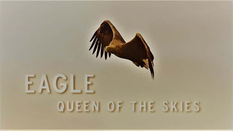 ¼ƬӥŮ Eagle: Queen of the Skies1080P-Ļ/Ļ