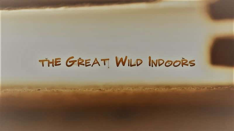 ¼ƬڴҰ The Great Wild IndoorsĻ/Ļ