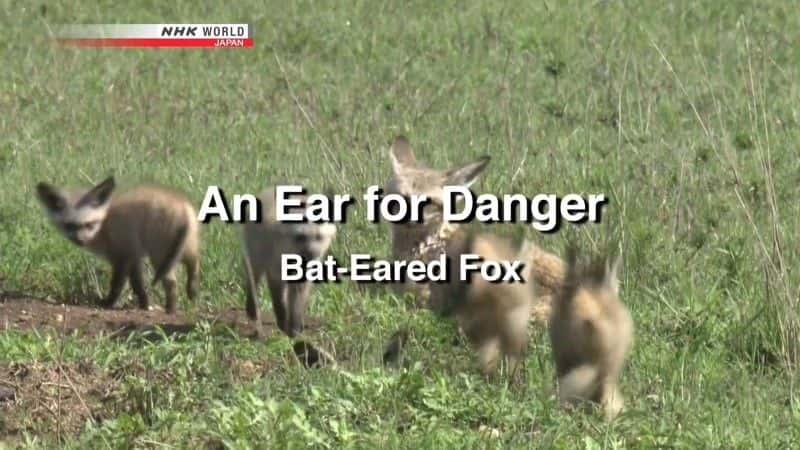 ¼ƬΣյĶ䣺 An Ear for Danger: Bat-Eared Foxȫ1-Ļ/Ļ