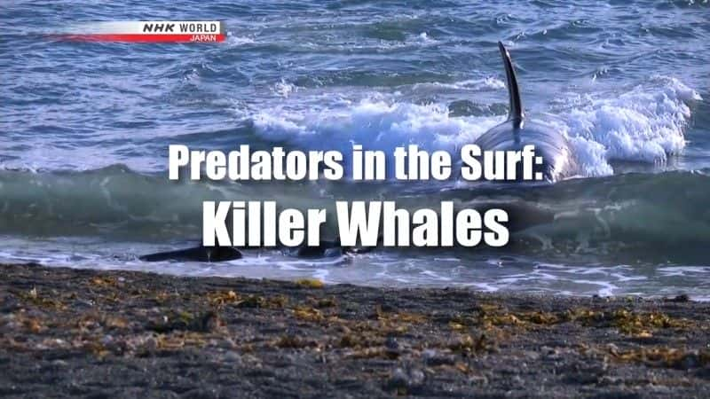 ¼Ƭеʳߣ Predators in the Surf: Killer Whalesȫ1-Ļ/Ļ