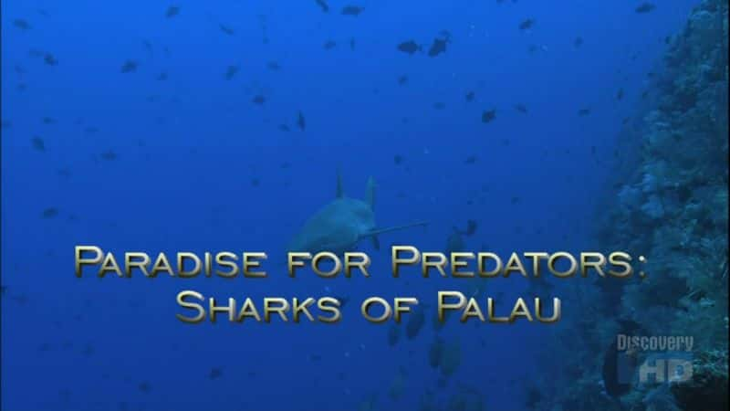 ¼Ƭʳߵã Paradise for Predators: Sharks of PalauĻ/Ļ