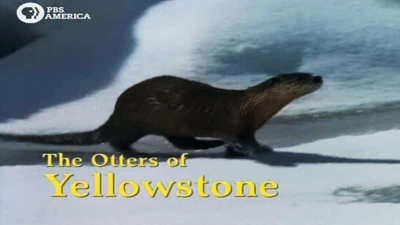 ¼Ƭʯˮ̡ Otters Of YellowstoneĻ/Ļ