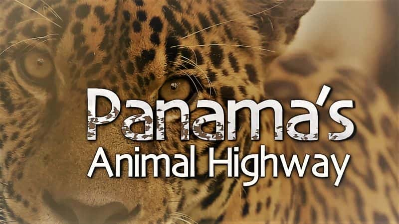 纪录片《巴拿马的动物高速公路 1080p Panama's Animal Highway 1080p》[无字][BT][1080P]资源下载