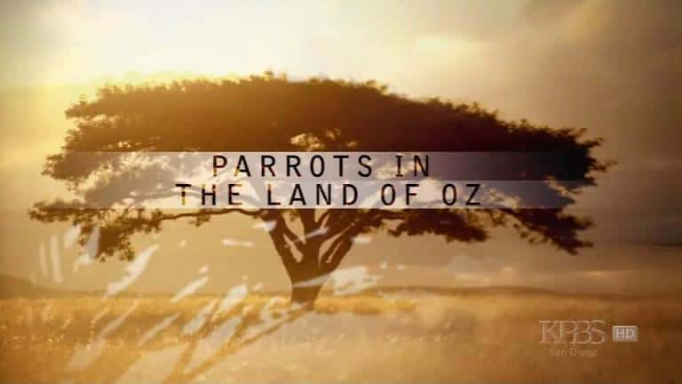 纪录片《奥兹国的鹦鹉 Parrots in the Land of Oz》[无字][BT][1080P]资源下载