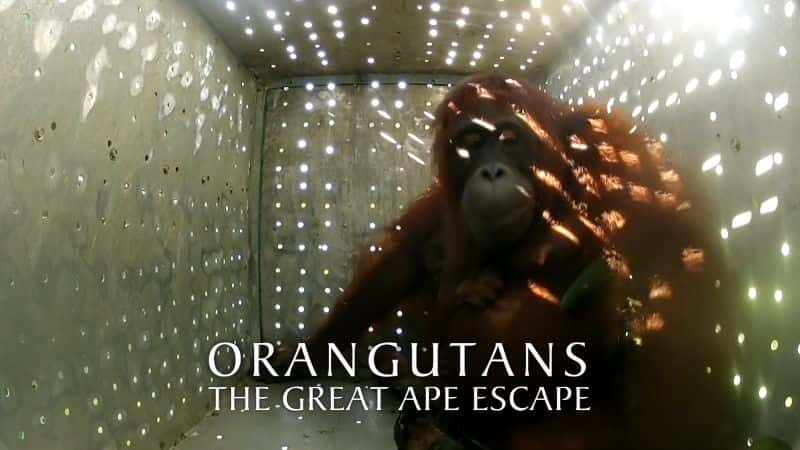 ¼ƬɣԳ (BBC) Orangutans: The Great Ape Escape (BBC)1080Pȫ1-Ļ/Ļ