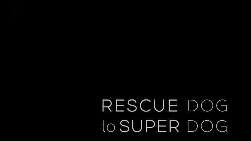 纪录片《从救援犬到超级狗 Rescue Dog to Super Dog》[无字][BT][720P]资源下载