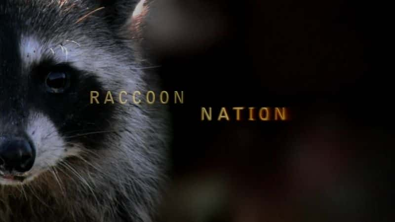 纪录片《浣熊国度 Raccoon Nation》[无字][BT][720P]资源下载