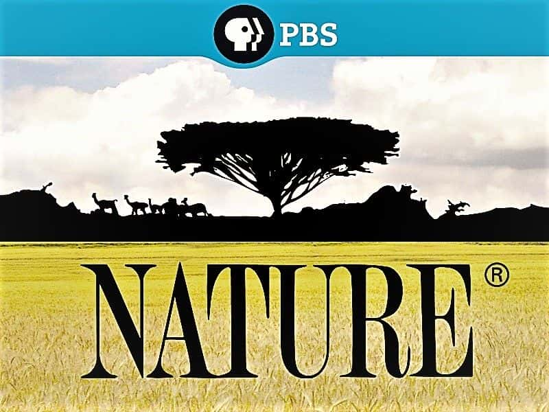 ¼ƬPBS Natureϵ 38 PBS Nature: Series 381080P-Ļ/Ļ