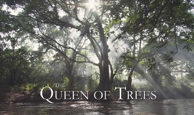 纪录片《树之女王 The Queen of Trees》[无字][BT][720P]资源下载