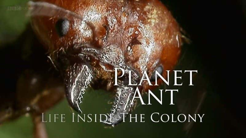 纪录片《蚂蚁星球：殖民地生活 (BBC 1080p) Planet Ant: Life Inside the Colony (BBC 1080p)》[无字][BT][1080P]资源下载