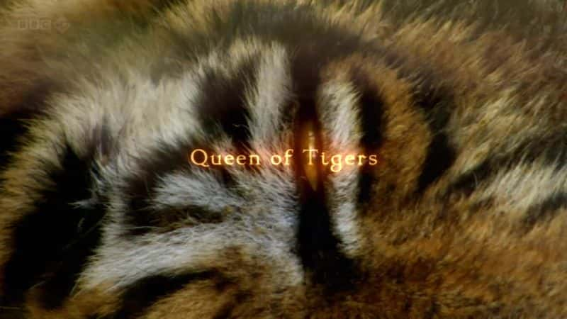 纪录片《猛虎女王 Queen of Tigers》[无字][BT][1080P]资源下载