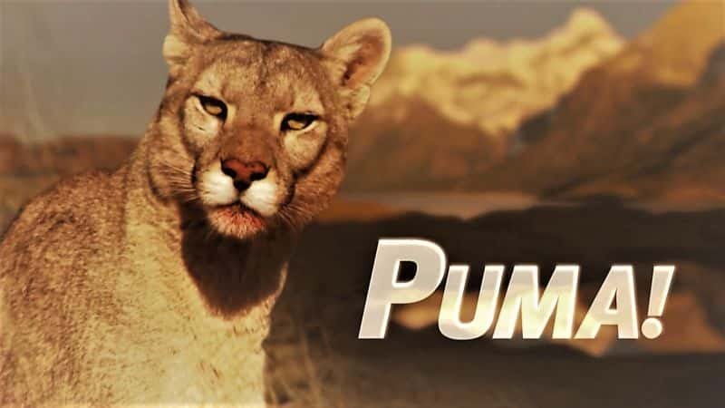 纪录片《美洲狮！ Puma!》[无字][BT][1080P]资源下载