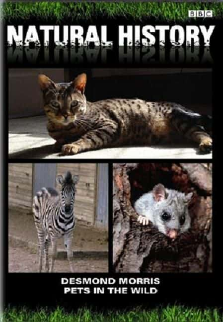 ¼ƬҰ Pets in the WildĻ/Ļ