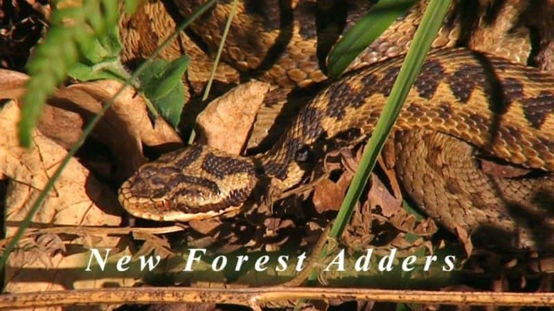 纪录片《新森林蝰蛇 New Forest Adders》[无字] [BT][DVD画质]资源下载