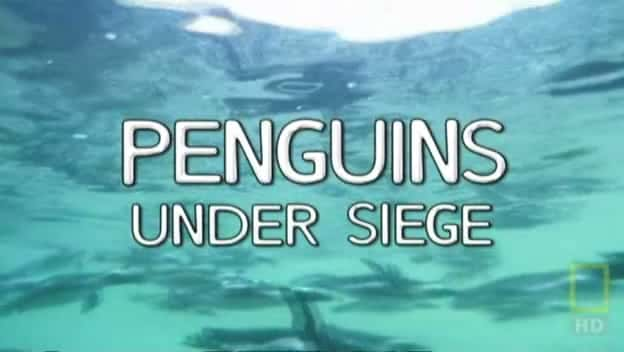 ¼ƬΧ Penguins under Siegeȫ1-Ļ/Ļ