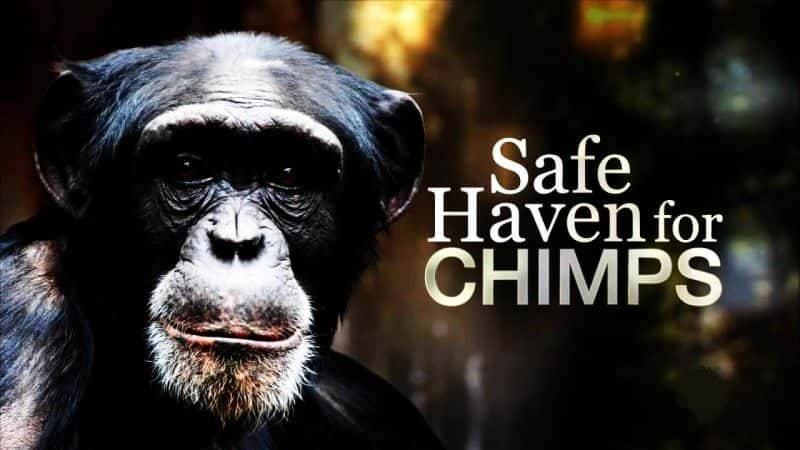 ¼Ƭɵıܷ Safe Haven for ChimpsĻ/Ļ