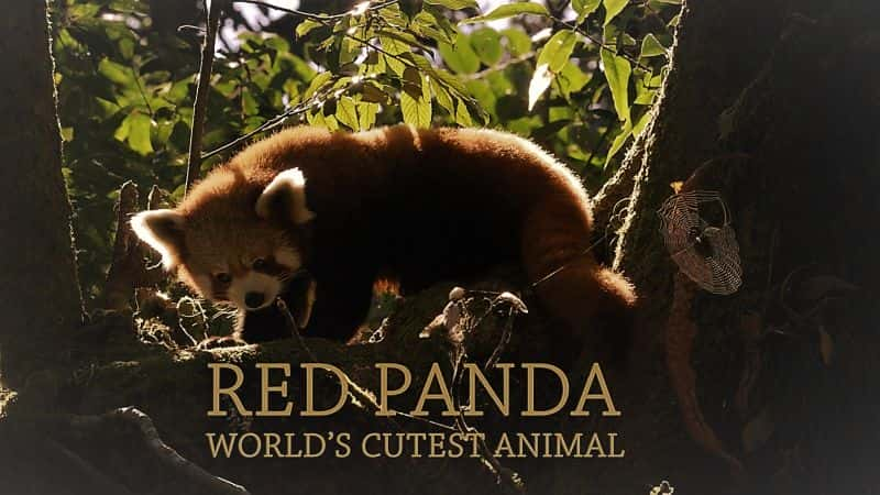 纪录片《小熊猫：世界上最可爱的动物 Red Panda: World's Cutest Animal》[无字][BT][720P]资源下载