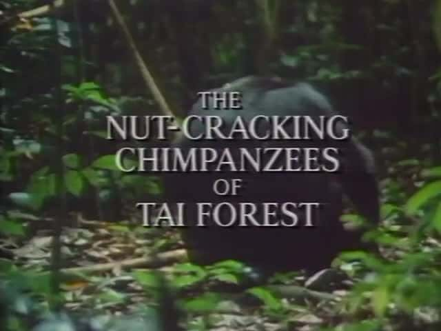 ¼Ƭ̩ɽɭĳԼĺ The Nut-cracking chimpanzees of Tai ForestĻ/Ļ