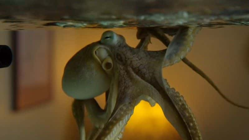 ¼ƬҼҵ The Octopus in My Houseȫ1-Ļ/Ļ