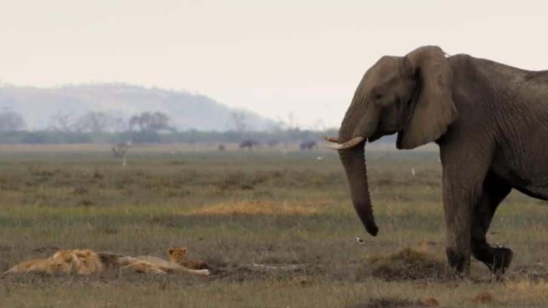 ¼Ƭɱֹʨ Return of the Giant Killers: Africa's Lion KingsĻ/Ļ